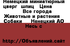 Немецкий миниатюрный(цверг) шпиц › Цена ­ 50 000 - Все города Животные и растения » Собаки   . Ненецкий АО,Несь с.